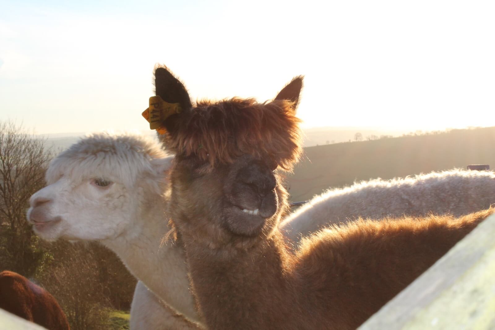 Brown Alpaca